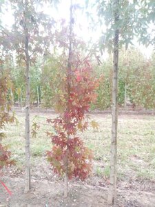 Liquidambar s. 'Worplesdon' 6-8 cm met kluit geveerd - afbeelding 3