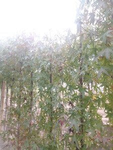 Liquidambar s. 'Worplesdon' 6-8 cm met kluit geveerd - afbeelding 4