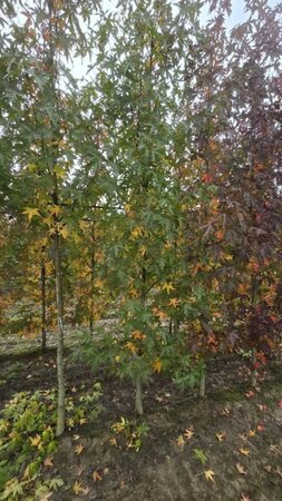 Liquidambar s. 'Worplesdon' 6-8 cm met kluit geveerd - afbeelding 2