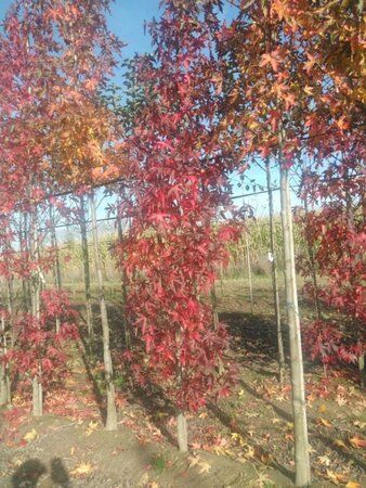 Liquidambar s. 'Worplesdon' 8-10 cm met kluit geveerd - afbeelding 2