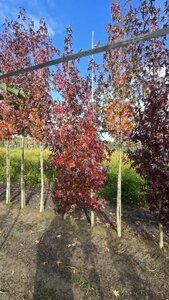 Liquidambar s. 'Worplesdon' 8-10 cm met kluit geveerd - afbeelding 3