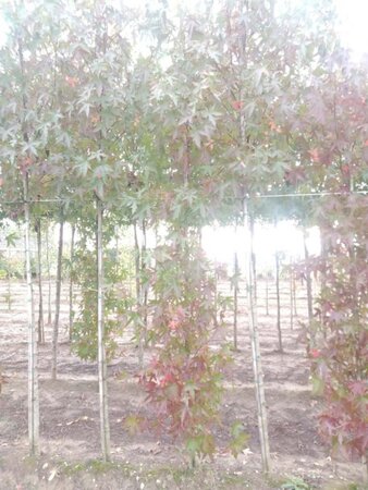 Liquidambar s. 'Worplesdon' 8-10 cm met kluit geveerd - afbeelding 1