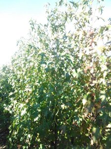 Liquidambar s. 'Worplesdon' 8-10 cm met kluit geveerd - afbeelding 5