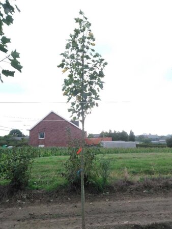 Liriodendron t. 'Aureomarginat.' 12-14 Hoogstam draadkluit 2 X verplant