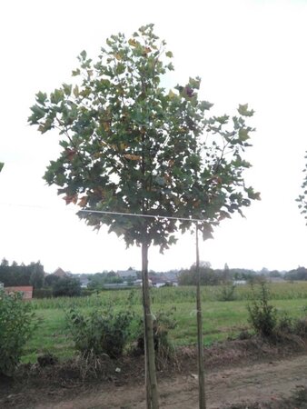 Liriodendron t. 'Aureomarginat.' 20-25 STA WRB 3 X V