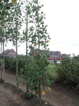 Liriodendron t. 'Aureomarginat.' 8-10 cm met kluit geveerd - afbeelding 2