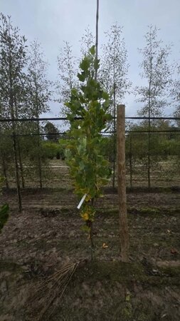 Liriodendron t. 'Fastigiatum' 200-250 cm met kluit geveerd spil - afbeelding 1