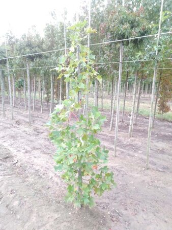 Liriodendron tulipifera 175-200 cm met kluit geveerd