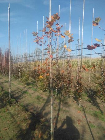 Liriodendron tulipifera 6-8 Hoogstam met kluit