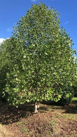 Liriodendron tulipifera 700-800 cm WRB multi-stem - image 1