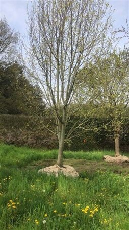 Liriodendron tulipifera 700-800 cm WRB multi-stem - image 2