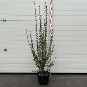 Ligustrum vulg. 'Atrovirens' 100-125 cm cont. 10L - afbeelding 1