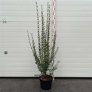 Ligustrum vulg. 'Atrovirens' 100-125 cm cont. 10L - afbeelding 3