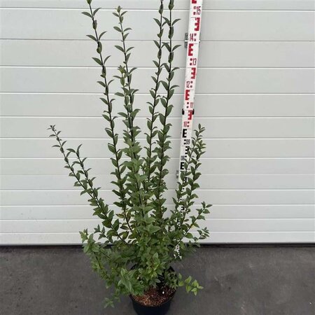 Ligustrum vulg. 'Atrovirens' 100-125 cm cont. 10L - afbeelding 4