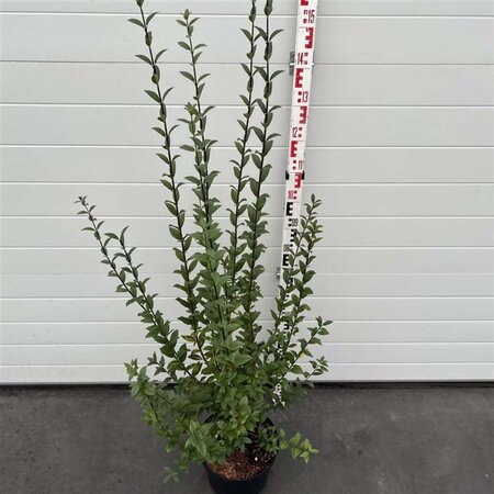 Ligustrum vulg. 'Atrovirens' 100-125 cm cont. 10L - afbeelding 2