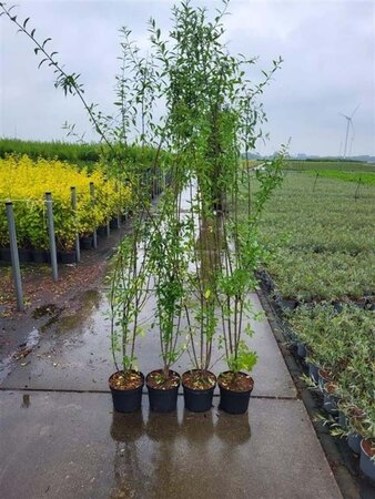 Ligustrum vulg. 'Atrovirens' 150-175 cm cont. 5,0L - afbeelding 2