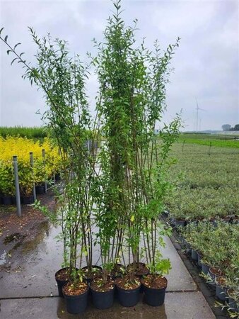 Ligustrum vulg. 'Atrovirens' 150-175 cm cont. 5,0L - afbeelding 3