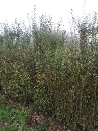 Ligustrum vulg. 'Atrovirens' 150-175 cm wortelgoed struik - afbeelding 3