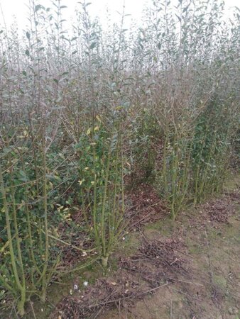 Ligustrum vulg. 'Atrovirens' 150-175 cm wortelgoed struik - afbeelding 2