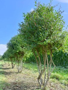 Ligustrum vulg. 'Atrovirens' 175-200 cm draadkluit meerstammig - afbeelding 1