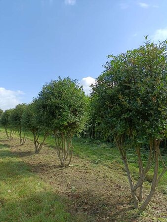 Ligustrum vulg. 'Atrovirens' 175-200 cm draadkluit meerstammig - afbeelding 2