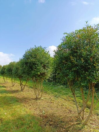 Ligustrum vulg. 'Atrovirens' 175-200 cm draadkluit meerstammig - afbeelding 3