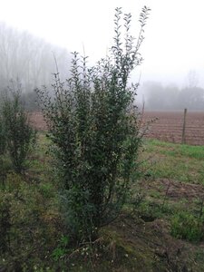 Ligustrum vulg. 'Atrovirens' 175-200 cm wortelgoed struik - afbeelding 3