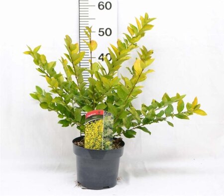 Ligustrum 'Vicaryi' 30-40 cm cont. 3,0L - afbeelding 4