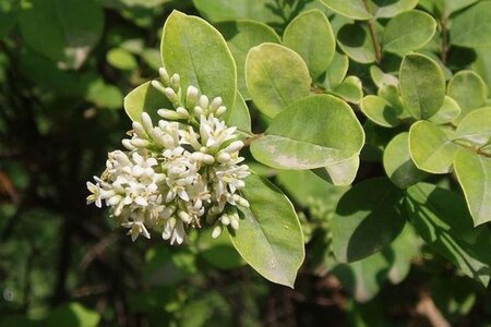 Ligustrum 'Vicaryi' 30-40 cm cont. 3,0L - afbeelding 2