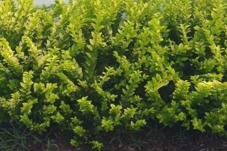 Ligustrum 'Vicaryi' 30-40 cm cont. 3,0L - afbeelding 3