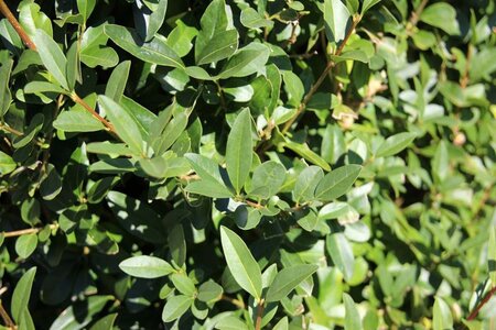 Ligustrum vulg. 'Lodense' 60-80 cm cont. 5,0L - afbeelding 1