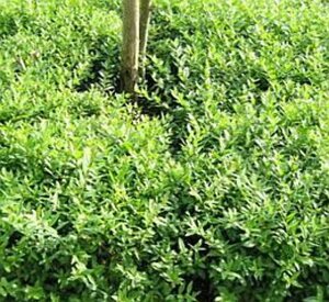 Ligustrum vulg. 'Lodense' 60-80 cm cont. 5,0L - afbeelding 2