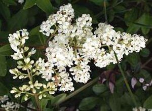 Ligustrum vulg. 'Lodense' 60-80 cm cont. 5,0L - afbeelding 4