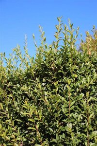 Ligustrum vulg. 'Lodense' 60-80 cm cont. 5,0L - afbeelding 5