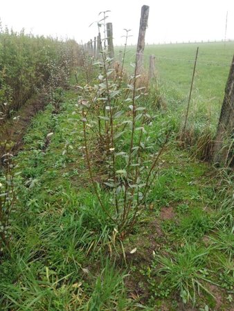 Ligustrum vulgare 100-125 cm wortelgoed struik