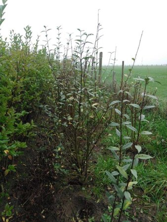 Ligustrum vulgare 125-150 cm wortelgoed 3-5 tak struik - afbeelding 2