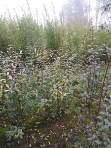 Ligustrum vulgare 125-150 cm wortelgoed 3-5 tak struik - afbeelding 1