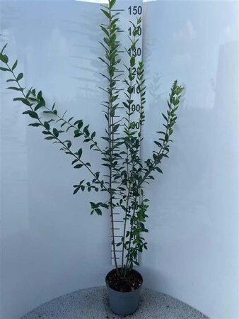 Ligustrum vulgare 150-175 cm cont. 5,0L - afbeelding 2