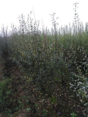 Ligustrum vulgare 150-175 cm wortelgoed 3-5 tak struik - afbeelding 1