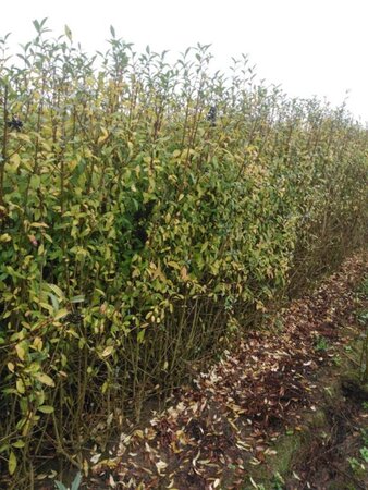 Ligustrum vulgare 150-175 cm wortelgoed 3-5 tak struik - afbeelding 2