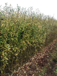 Ligustrum vulgare 150-175 cm wortelgoed 3-5 tak struik - afbeelding 2