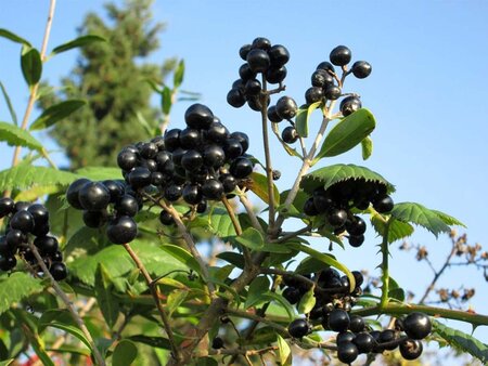 Ligustrum vulgare 60-80 cm cont. 3,0L - afbeelding 1