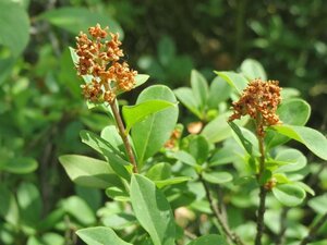 Ligustrum vulgare 60-80 cm cont. 3,0L - afbeelding 2