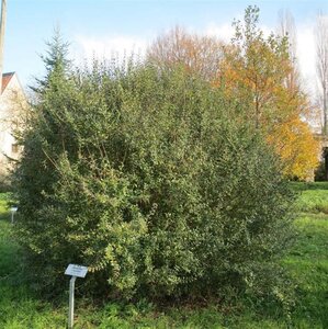 Ligustrum vulgare 60-80 cm cont. 3,0L - afbeelding 4