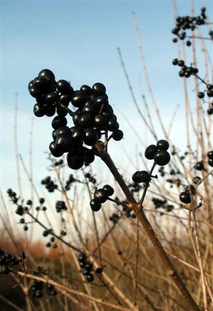 Ligustrum vulgare 60-80 cm cont. 3,0L - afbeelding 6