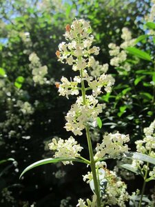 Ligustrum vulgare 60-80 cm cont. 3,0L - afbeelding 7