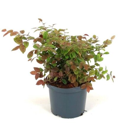 Loropetalum c. 'Daybreak's Flame 40-50 cm cont. 5,0L