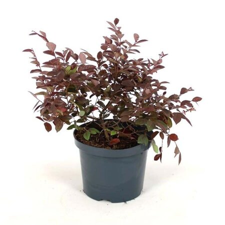 Loropetalum c. 'Fire Dance' 40-50 cm cont. 5,0L