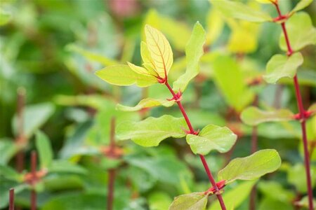 Lonicera c. kamtschatica 70 cm vierkant 2L - afbeelding 1