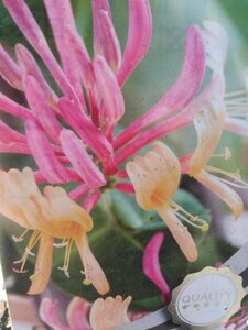 Lonicera heckr. 'American Beauty' 70 cm vierkant 2L - afbeelding 1